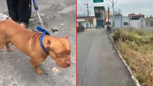 四川巴中恶犬袭击多人事件，多部门迅速响应